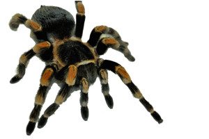 Spinne-2