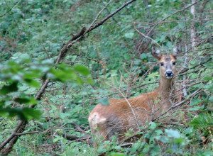 Reh im Nationalpark2