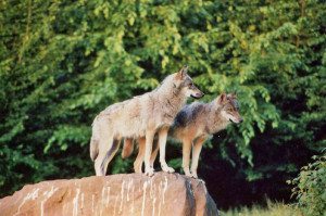 Wölfe im Tierpark Sababurg (c)