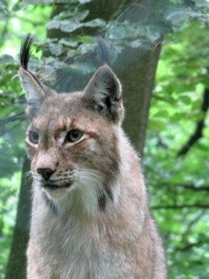 Luchs im WildtierPark Edersee_2