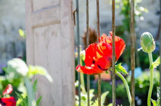 Roter Mohn blüht vor altem Holztor und Metallgitter