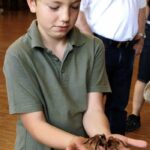 Lebenden Riesen Spinnen und Insekten Ausstellung