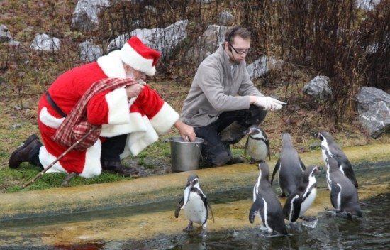 Pinguin Fütterung am Tierweihnacht in Sababurg