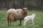 Ostern 2017 im Tierpark Sababurg