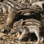 Ostern 2017 im Tierpark Sababurg