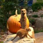 Magisches Halloween-Wochenende im Tierpark Sababurg: Grusel, Tiere und Geschichten!