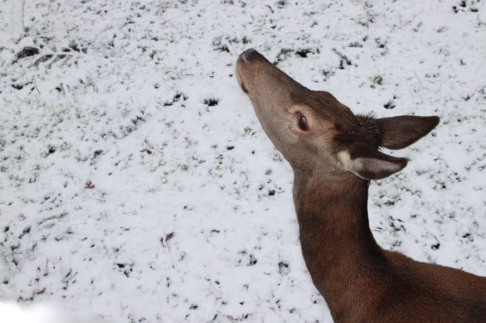 WildtierPark Edersee nach Sturmtief Friederike: Genießen ist wieder erlaubt! WildtierPark Edersee nach Sturmtief Friederike: Genießen ist wieder erlaubt! Rotwilddame Henriette, die sich frei auf dem Gelände des WildtierParks Edersee bewegt, hält schon neugierig Ausschau und fragt sich, wo die zahlreichen Besucher bleiben. ( Nationalpark Kellerwald-Edersee)