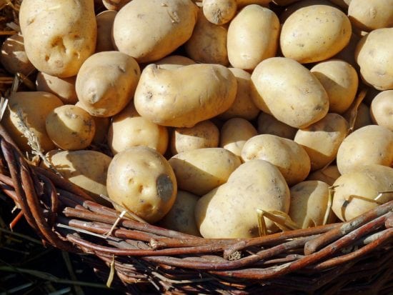 Kartoffel, Warburg, Erd-Charta-Ideenwerkstatt Aus regionalem Obst und Gemüse sollen durch das Rezeptbuch leckere Gerichte gezaubert werden. | (c) pixabay