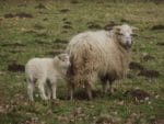 Walachenschaf Sandy Roedde - Tierpark Sababurg