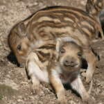 Wildschwein 2019 | (c) Sandy Walgenbach 5 - Tierpark Sababurg