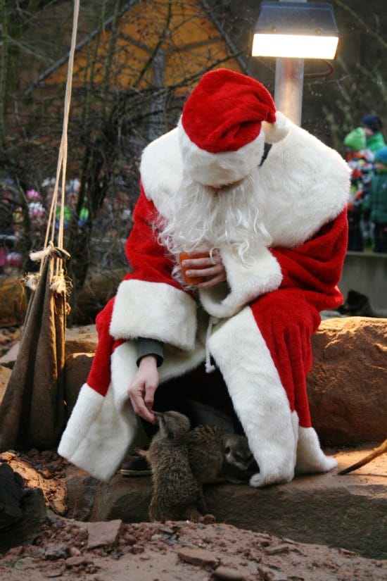 Tierweihnacht im Tierpark Sababurg: Fehlt nur noch der Schnee! Tierweihnacht im Tierpark Sababurg: Fehlt nur noch der Schnee!