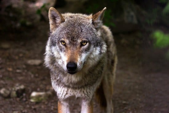 Sababurger Wolfstage: Ahuuuu! Sababurger Wolfstage: Ahuuuu!
