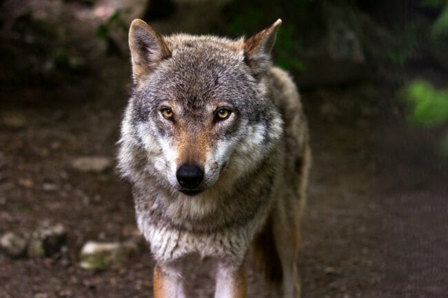 Sababurger Wolfstage: Ein Wochenende rund um den Wolf!
