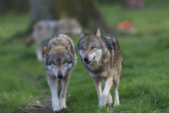 Der Europäische Wolf ist eines der eindrucksvollsten Tiere im Tierpark Sababurg! | Foto: Heike und Ulrich Friedrich