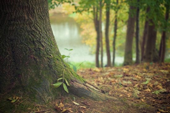 Der Wald ist der natürliche Lebensraum vieler Tier- und Pflanzenarten und trägt einen sehr wichtigen Teil zur Biodiversität bei. | (c) Fotograf Picography auf pixabay