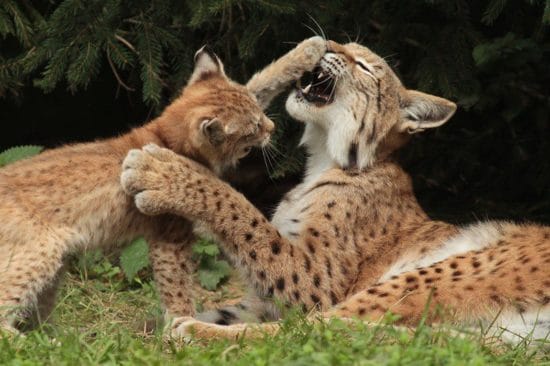 Tierpark, Sababurg, Luchse, Wiedereröffnung Tierpark Sababurg, Bildrechte: (c) Tierpark Sababurg