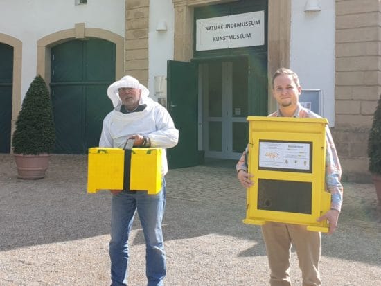 Naturkundemuseum Paderborn: Lebende Bienen kehren zurück! Naturkundemuseum Paderborn: Lebende Bienen kehren zurück!
