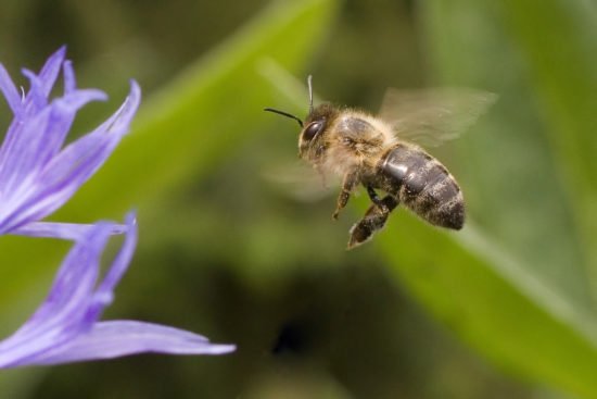 Biene im Anflug auf eine Blüte | (c) Dr. Sven Mecke