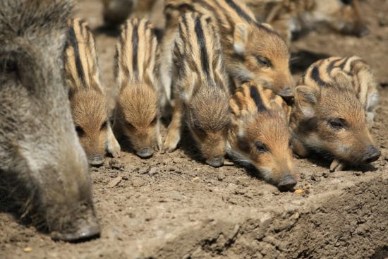 WildtierPark Edersee