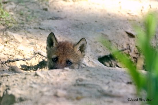 Der Wolfswelpe blickt neugierig aus der Erdhöhle im WildtierPark Edersee | (c) Jaqui Ringeisen