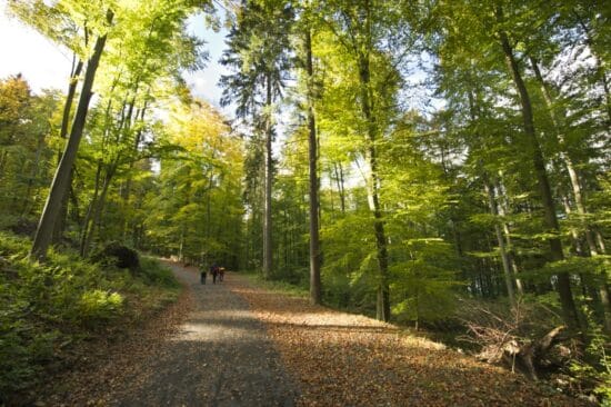 Nationalpark, Kellerwald-Edersee, GrimmHeimat, NordHessen, Regionalmanagement, Nordhessen, Reise, Wandern Auch der Nationalpark Kellerwald-Edersee gehört zu dem schönen grünen Repertoire der GrimmHeimat NordHessen! | (c) Regionalmanagement Nordhessen