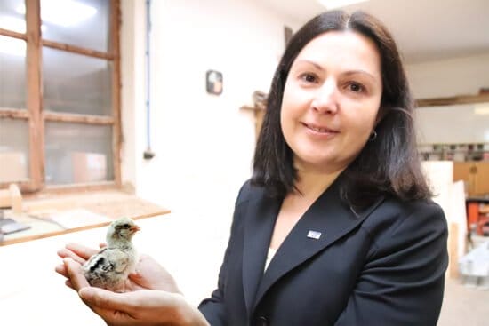 Verbot des Kükentötens, TH OWL, Helene Dörksen Verbot des Kükentötens, TH OWL, Helene Dörksen