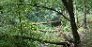 Deutsche Waldtage 2020: zwei Führungen im Nationalpark Kellerwald-Edersee Deutsche Waldtage 2020 - Bärental (c) A.Frede