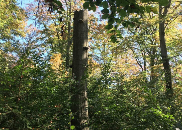 Herbstlichen Nationalpark Quer (c) Jutta Seuring