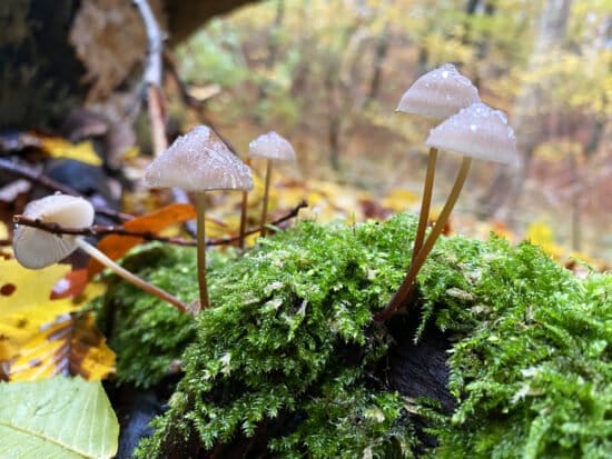 Kellerwald, Waldbaden, Jessica Schmitz, Spazierengehen, Natur, Wandern, Trecking Jessica Schmitz: Warum Waldbaden viel mehr als Spazierengehen ist.