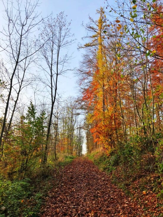 Corona, Walk, Wandern, Wald, Spaziergang, Spazierengehen, Waldbaden, Entspannung, Wissenschaft Der Corona-Walk | (c) Petra Rietz - Wildwechsel _ IMG_4490