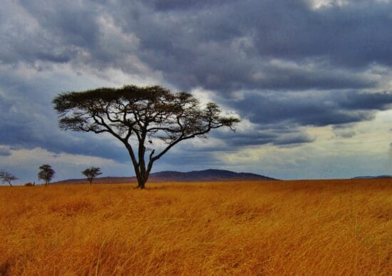 Tansania, Afrika, Kenia, Festland, Kontinent, Reise-Reportage, Tief in Afrika, Uganda, Grenzgang, Berggorilla, Hardy Fiebig, Reise, Kultur, Tourismus, Indischer Ozean, Kilimandscharo, Berg, Gipfel, Sansibar, Nil, Michelle Raponi, Pixabay Das tansanische Festland. Die Reise-Reportage »Tief in Afrika« - Eine epische Reise durch Tansania, Uganda und Kenia von Grenzgang-Initiator Hardy Fiebig wird am 22. April per Live-Stream übertragen. Der Stream fängt um 20 Uhr an. | (c) Michelle Raponi auf Pixabay