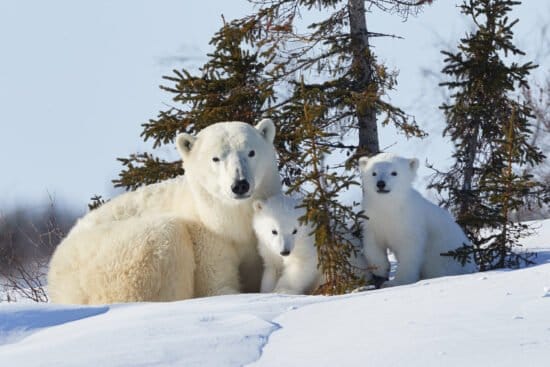 Naturfoto-Ausstellung, Glanzlichter 2020, Naturkundemuseum Paderborn, Fotografie, Eisbärin, Wapusk Nationalpark, aekel Wolfgang Die Naturfoto-Ausstellung »Glanzlichter 2020« im Naturkundemuseum Paderborn zeigt unter anderem diese Fotografie. Zu sehen ist eine Eisbärin mit zwei neugeborenen Jungen im Wapusk Nationalpark. | (c) Jaekel Wolfgang