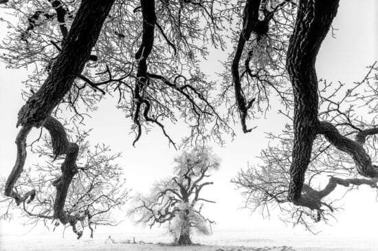 Naturlandschaften, Naturfoto-Ausstellung, Aufnahme, winterliche, Landschaft,Daroczi Csaba Auch Naturlandschaften können in der aktuellen Naturfoto-Ausstellung bestaunt werden. Diese Aufnahme zeigt eine winterliche Landschaft mit verschneiten Bäumen. | (c) Daroczi Csaba