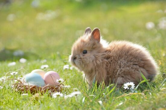 Osterhase, Ostereier, Ostern, Ostersonntag, Online-Workshop, digital, Ostern wird gefeiert, Projekt, LernRAUM.pl, deutsche Minderheit in Polen, Dr. Monika Czok, Bundesministerium des Innern für Bau und Heimat, Deutsche Bildungsgesellschaft, Verband deutscher sozial-kulturellen Gesellschaften in Polen, Polen, Rebekka D, Pixabay Der Osterhase bemalt und versteckt zu Ostern die bunten Ostereier im Garten. Diese werden am Morgen des Ostersonntags von den Kindern gesucht. Doch weshalb ist das so? Diese und viele weitere Fragen zum Thema Ostern werden im Online-Workshop» Ostern wird gefeiert« ausführlich behandelt. | (c) Rebekka D auf Pixabay