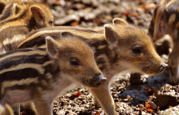 WildtierPark Edersee, Wildschweine, Frischlinge, Naturpark, Nationalpark Kellerwald-Edersee, Tiere, Park Die Wildschweine im WildtierPark Edersee haben Nachwuchs bekommen. Ab sofort können die niedlichen Frischlinge wieder besucht werden. | (c) Pixabay