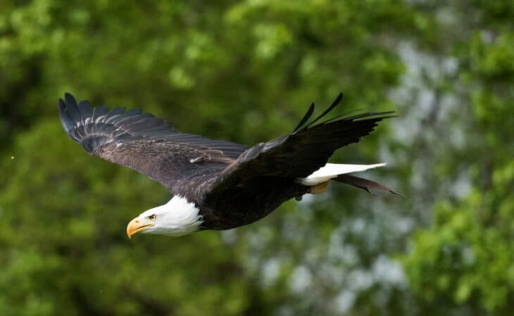 Im Tierpark Sababurg fliegen die Greifvögel wieder - so wie dieser Weißkopfseeadler | (c) Heiko Trachsel