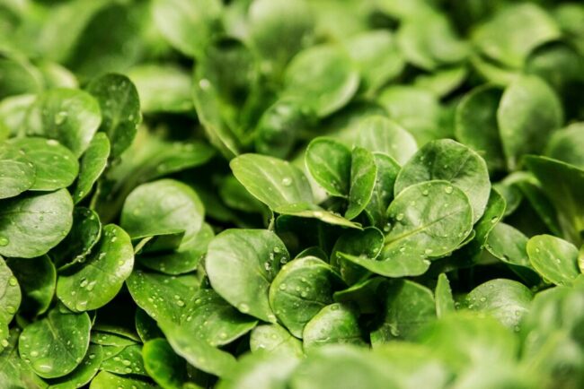 Es gibt Salat, Baby! Das gesunde, grüne Lebensmittel ist Namensgeber der Ziegenhainer Salatkirmes. | (c) Pixabay