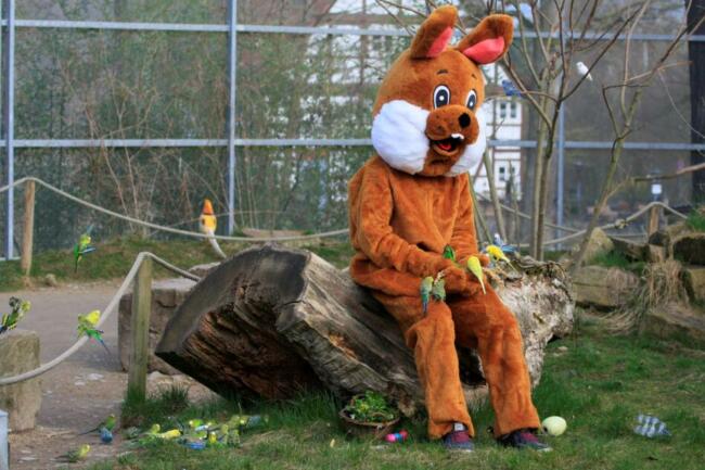 Osterhase verteilt viele bunte Ostereier im Tierpark Sababurg 2023 | (c) Tierpark Sababurg