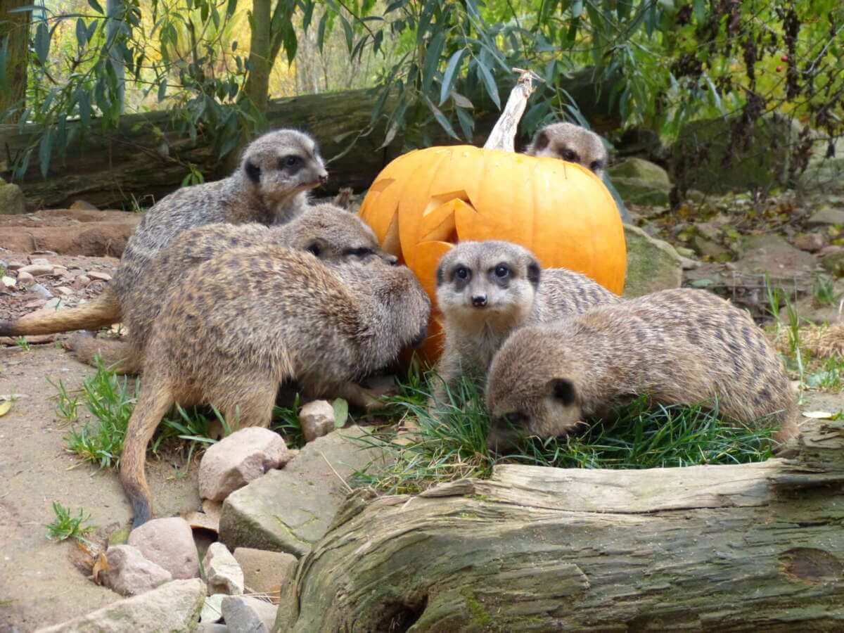 Tierpark Sababurg - 2016 Kürbis und Erdmännchen Hofmann | (c) Tierpark Sababurg
