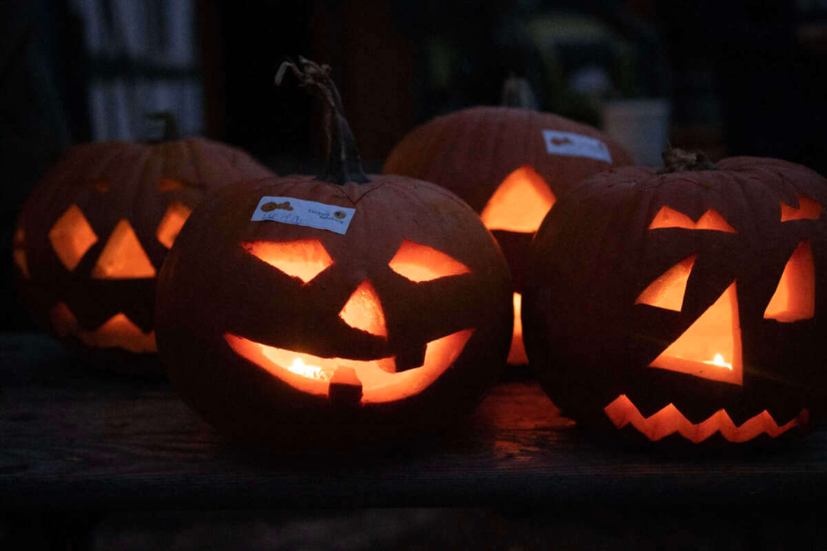 Leuchtende Kürbisgesichter beim Halloween-Wettbewerb im Tierpark Sababurg – kreativer Gruselspaß für die ganze Familie. | (c) Tierpark Sababurg