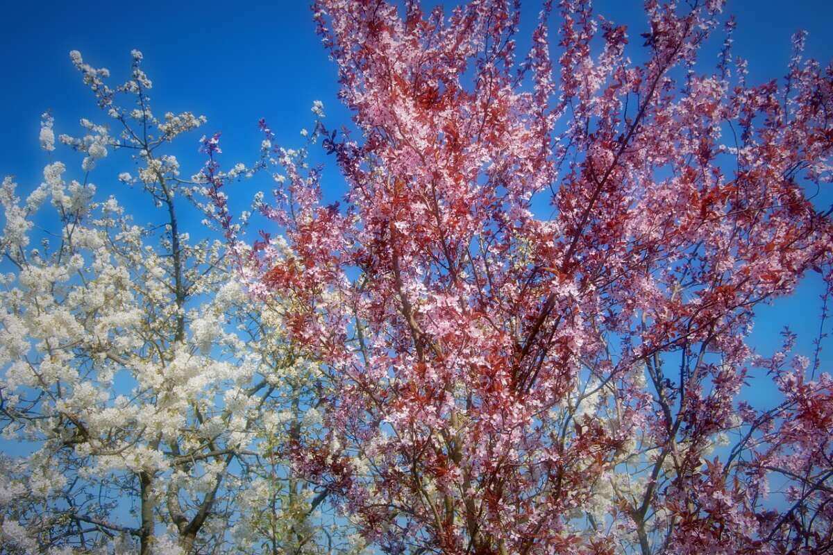Weiße und rosafarbene Kirschblüten vor blauem Himmel