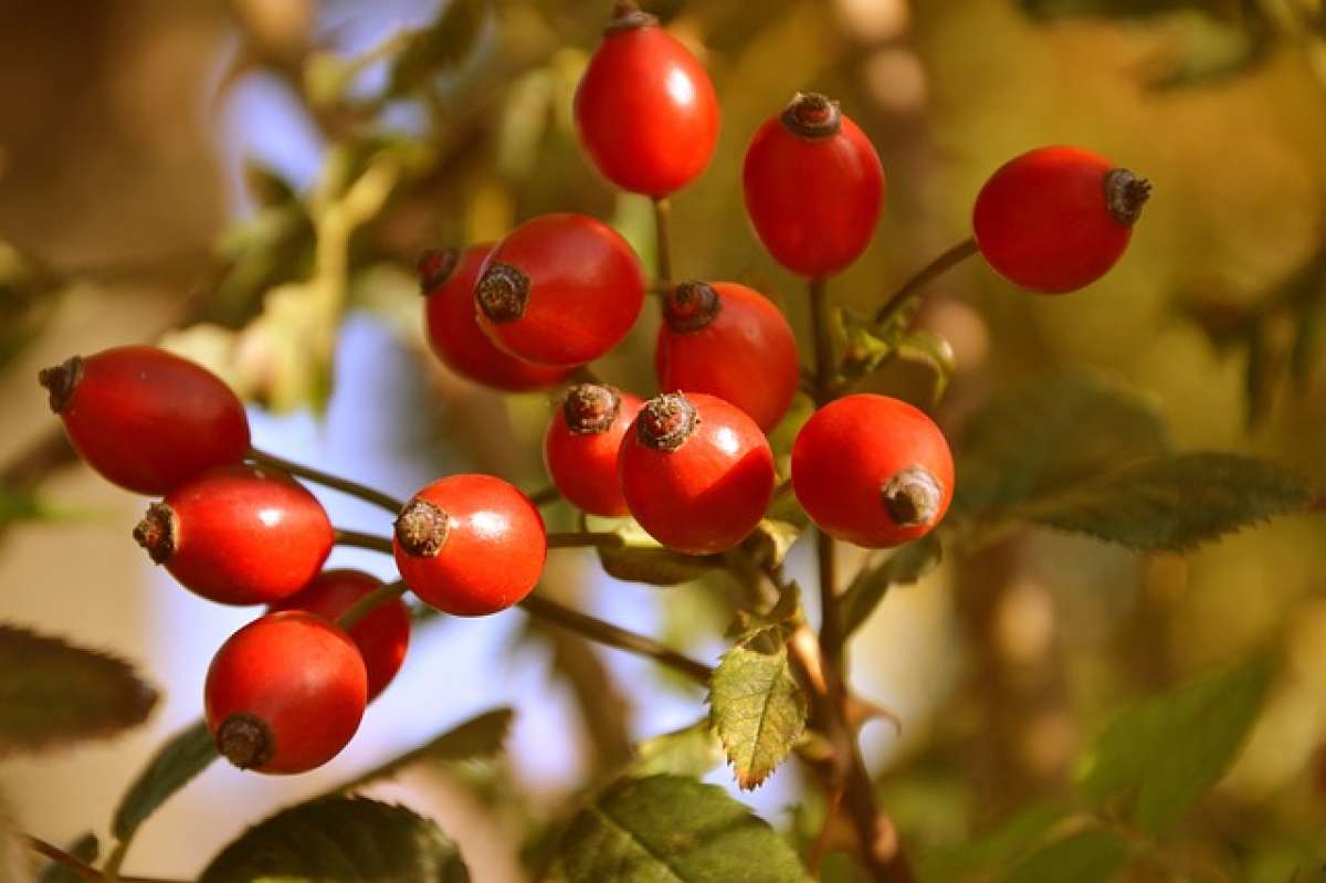 Kräuterführung: Herbstfrüchte - Essbare Samen & Beeren