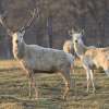Hirschbrunft zur Abendstunde