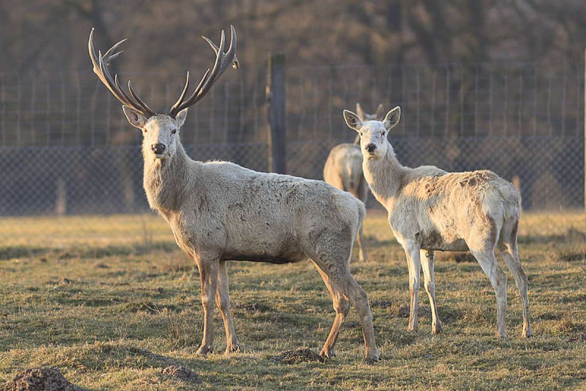 Hirschbrunft zur Abendstunde