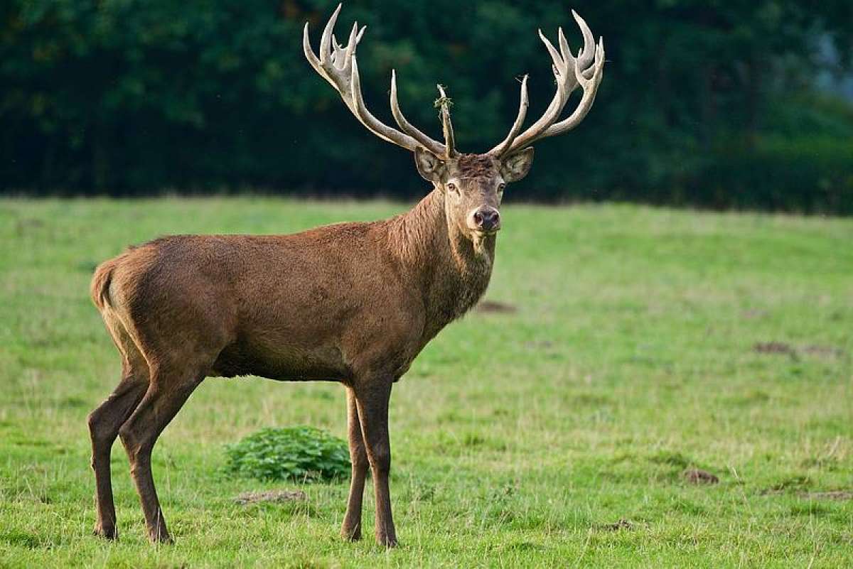 Hirschbrunft zur Abendstunde
