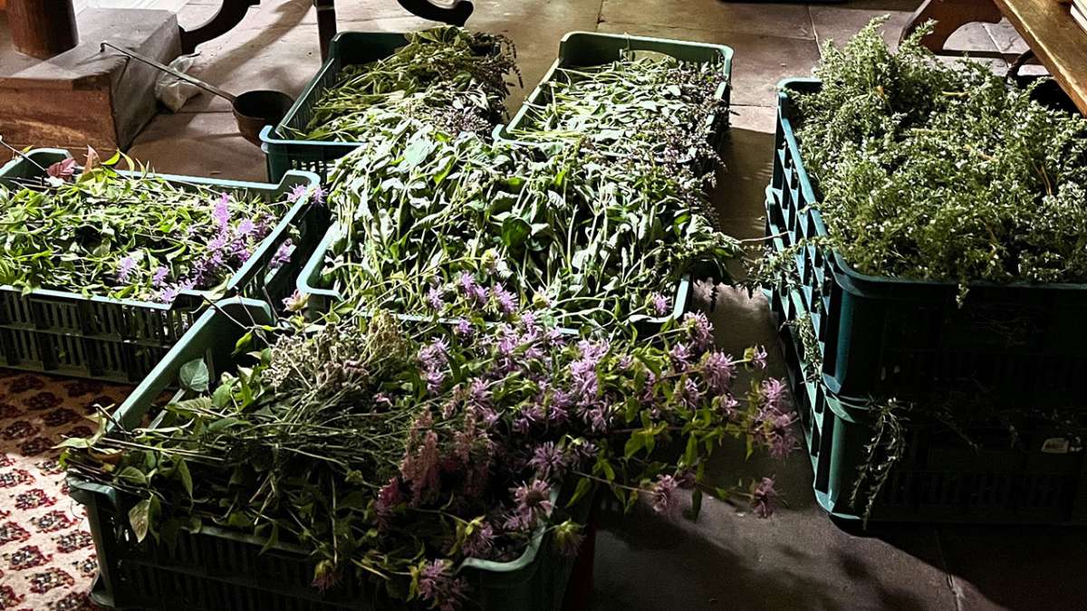 Kräuterschule: Die Kunst des Teemischens