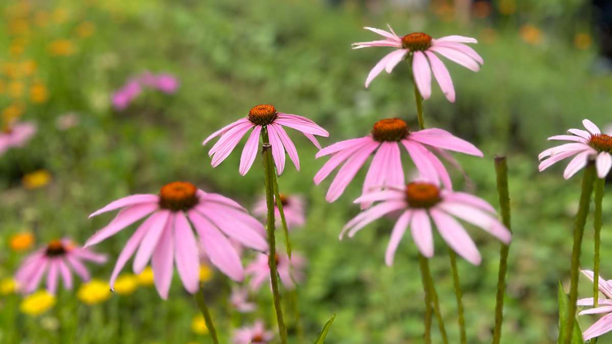 Großes Bild schließen! Ikebana
