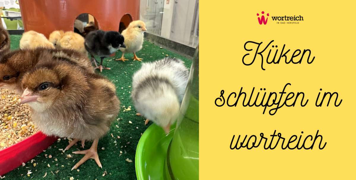 Großes Bild schließen! Aktionswoche: Küken