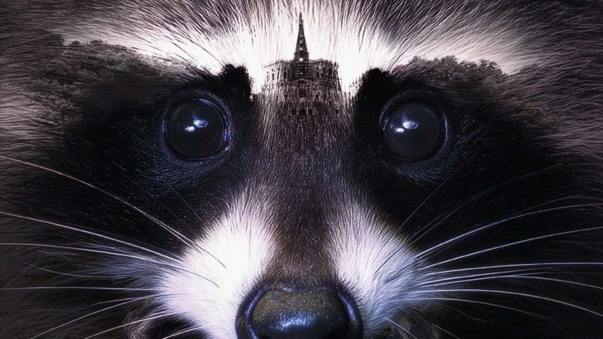 Großes Bild schließen! Waschbäralarm am Herkules