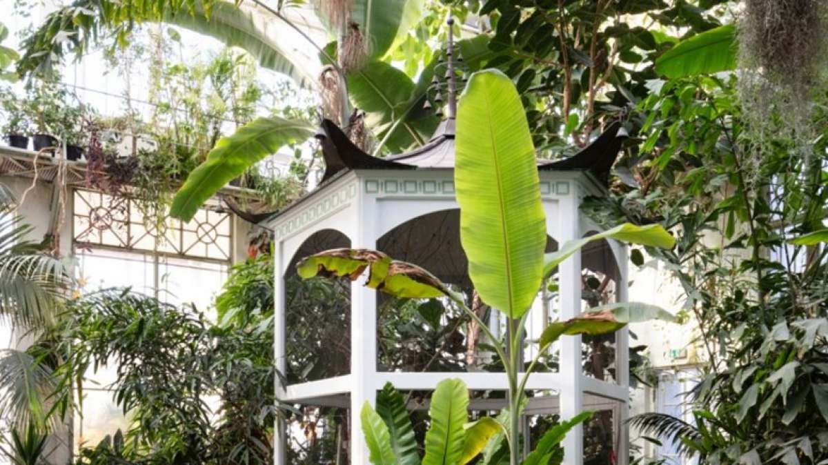 Das Gewächshaus neu erfahren